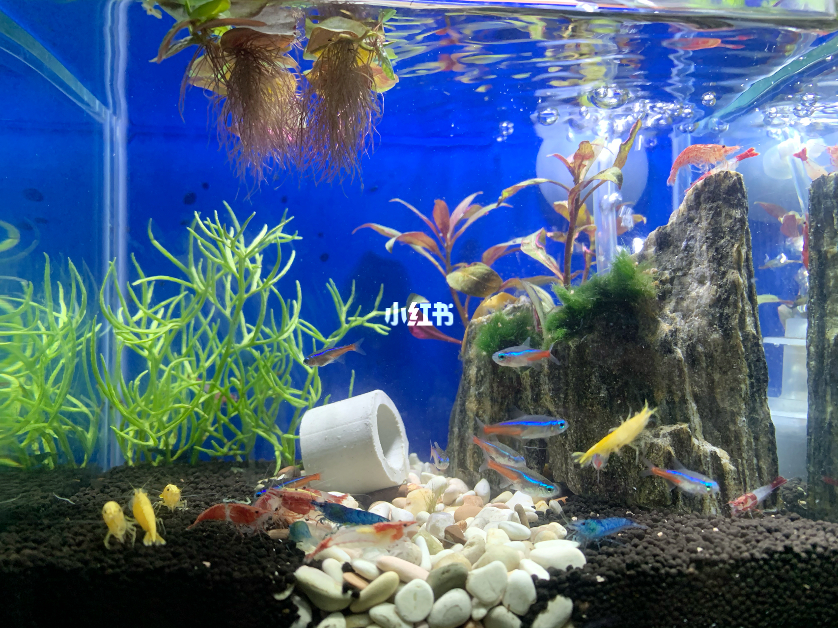 最新魚缸圖片，水族美學(xué)的時代變遷欣賞
