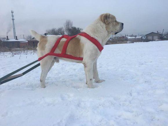 中亞犬，小巷深處的神秘秘境探索