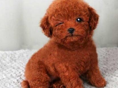 最新小鹿犬，趣事不斷，傳遞溫馨友誼與愛的小使者