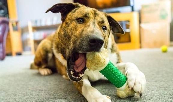 犬類智慧與人類勵志，最新狗狗新聞聚焦