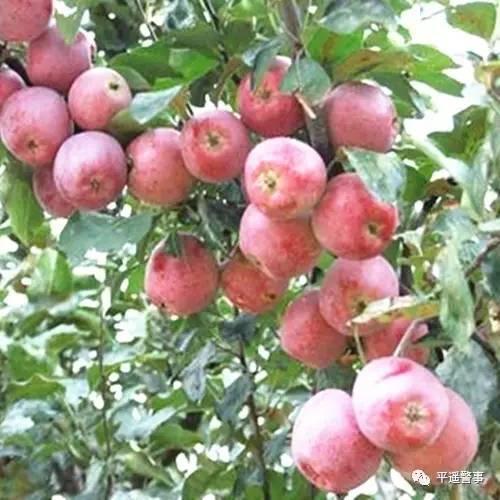 西太后愛(ài)心包最新系列，時(shí)尚與慈善的完美結(jié)合，展現(xiàn)獨(dú)特魅力風(fēng)采