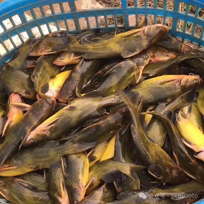 黃顙魚最新報(bào)價(jià)大全，專業(yè)指南與實(shí)時(shí)更新